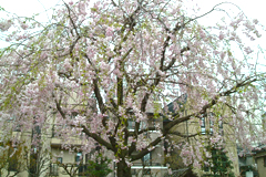 2012sakura2.jpg