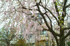 2012sakura3.jpg